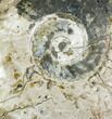 Massive, Ammonite Fossil With Stand - Sale Price #115057-3
